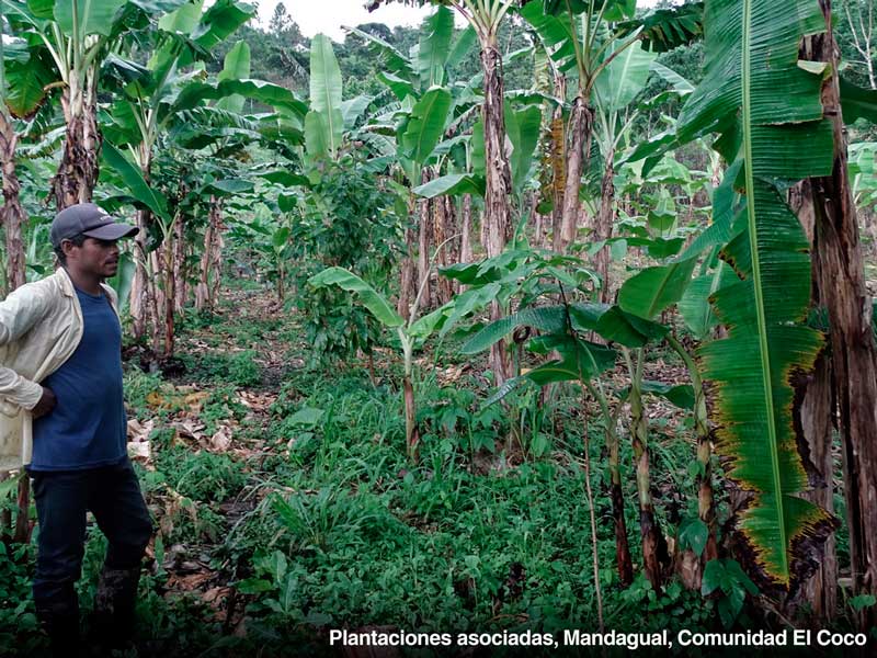 Plantaciones asociadas Mandagual Comunidad El Coco